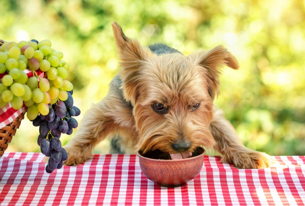 C'est la saison du raisin ! Mais attention, ce fruit est toxique pour votre chien.