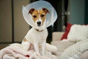 Chirurgie de l'ectopie testiculaire chez le chien