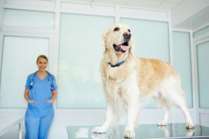 Consultation de chirurgie chez le chien