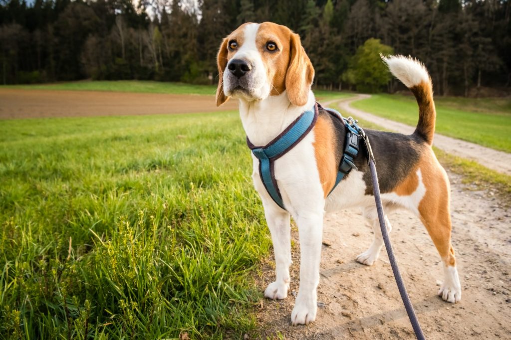 Le Beagle : joueur et sociable