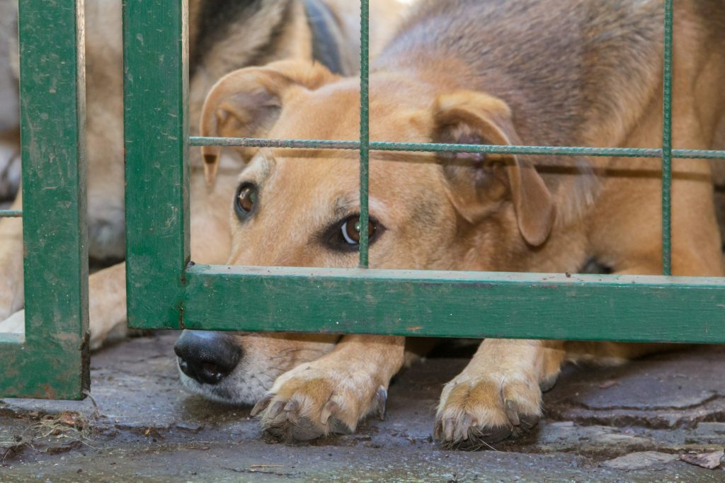 Politique : voici 5 pays qui accordent des droits importants à leurs animaux