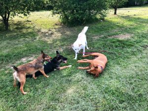 Un ado à la maison ! Nos conseils pour gérer votre chien en pleine puberté