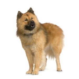 L'Eurasier : une race de chien qui demande à être mieux connue