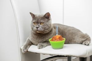 La recette du mois pour chat : cupcakes protéinés au thon et à la courgette