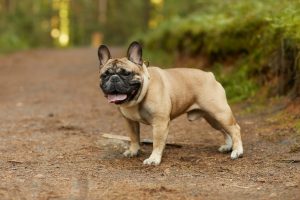 Palatoplastie chez le chien