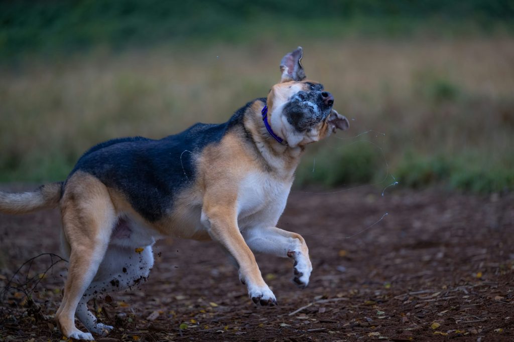 La rage en France, ça existe encore chez les chiens ?