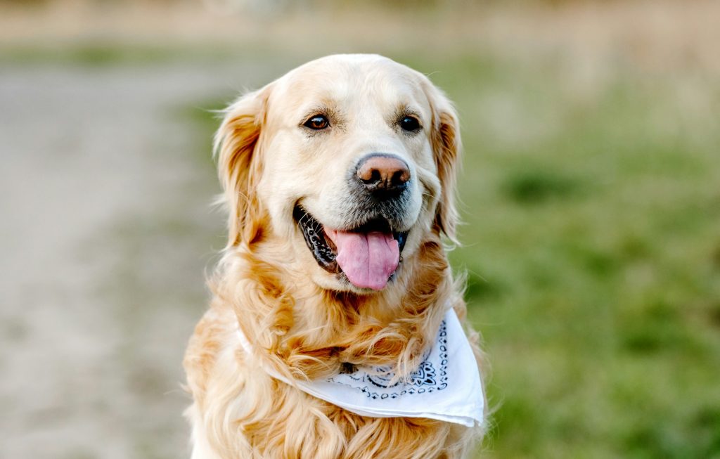 Le Golden Retriever : un ami pour tous