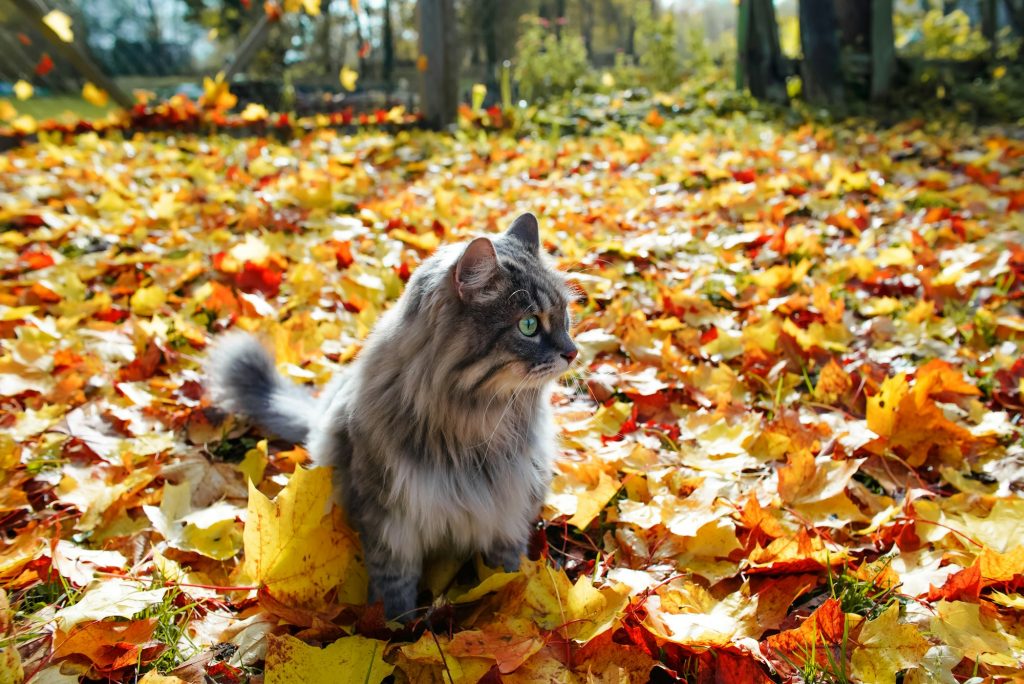 Aujourd'hui c'est l'automne ! Quelles implications pour le quotidien de votre chat ?