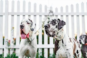 La plus grande race de chien du monde va vous surprendre ! Voici son histoire