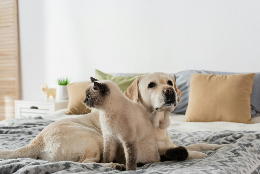 Amitié entre espèces : ces 4 races de chats s'entendent bien avec les chiens