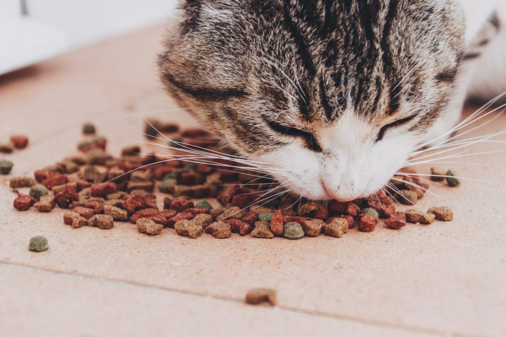 Que penser des croquettes vegan pour chat ?