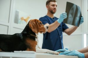 Consultation d'imagerie médicale chez le chien