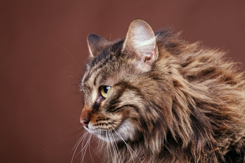 Le Maine Coon : un géant doux et sociable