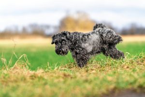 Castration chez le chien