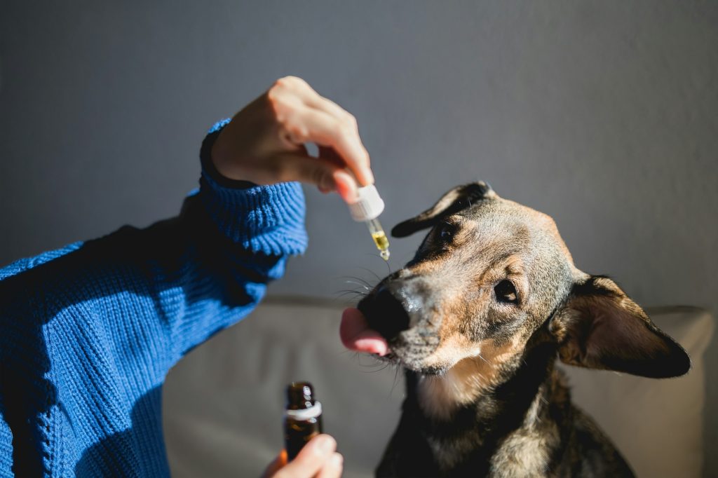 CBD ou THC ? Le cannabis peut être un grave poison pour nos chiens