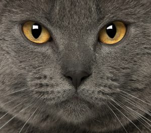 Le chat Chartreux : on vous dit tout sur cette race magnifique !