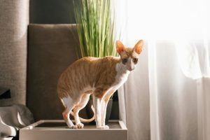 Inutile d'insister ! Ces 3 races de chats n'aiment pas les câlins