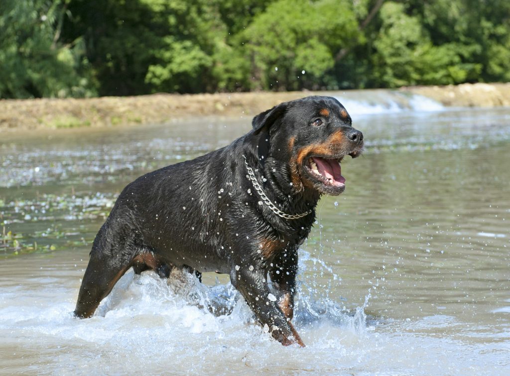 Le Rottweiler : force et détermination