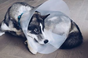 Sad husky dog laying on a floor wearing a cone after surgery