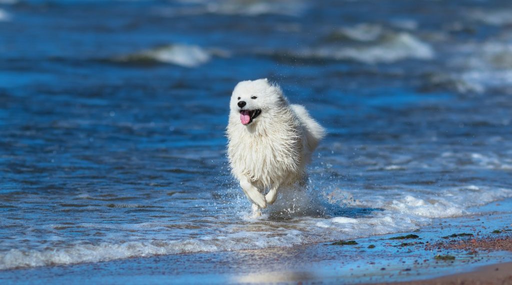 Suivez nos 3 conseils pour les baignades de votre chien, en cette journée mondiale de la mer