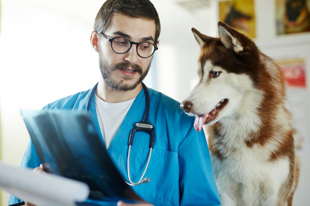 Exérèse de tumeur médiastinale chez le chien