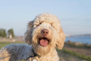 Checklist de rentrée : voici les 4 choses à ne pas oublier pour prendre soin de votre chien en septembre