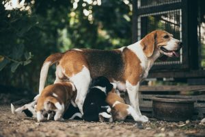 Stérilisation chez le chien