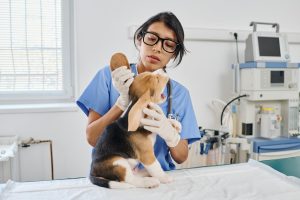 Consultation spécialisée chez le chien