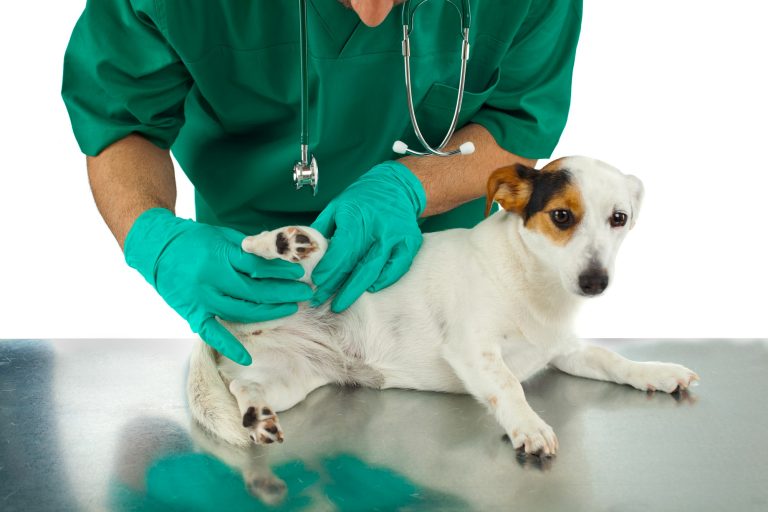 Chirurgie de la rate chez le chien causes, symptômes, traitements.