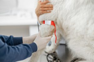 Prise de sang chez le chien