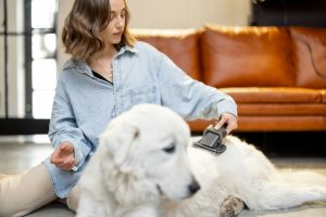 Votre chien perd ses poils ? N'oubliez pas ces 3 conseils pour la saison des mues