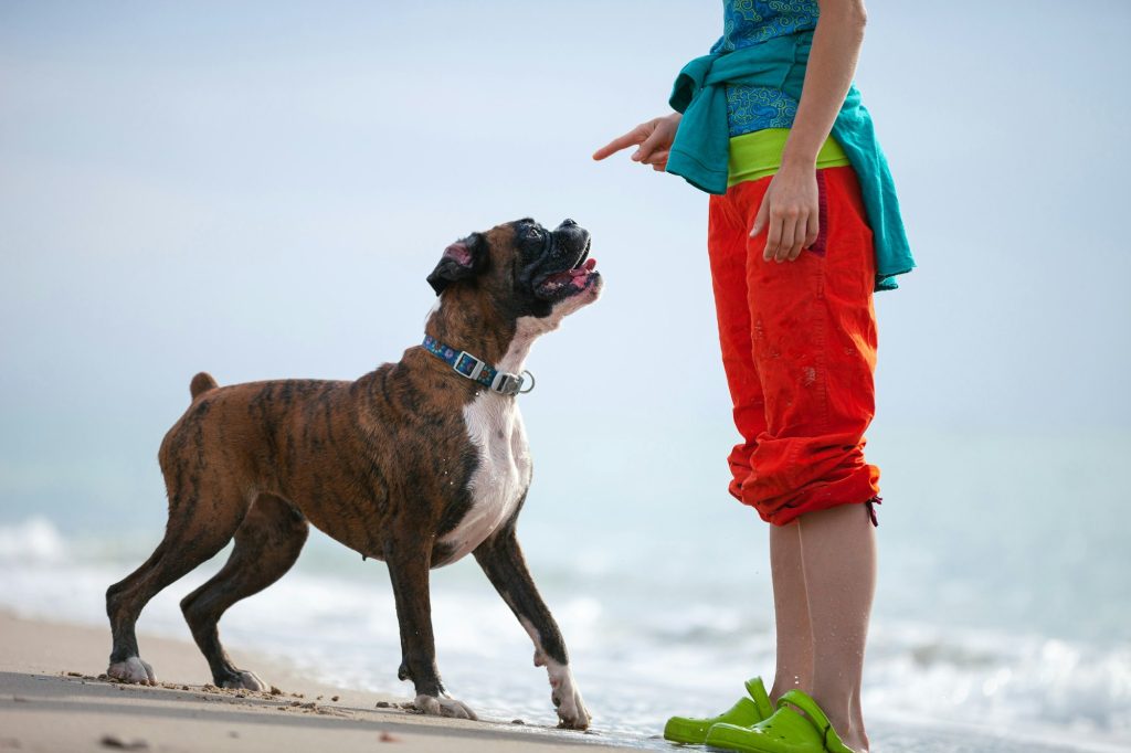 Journée mondiale de la langue des signes : découvrez l'étonnante capacité de nos chiens à lire notre langage corporel