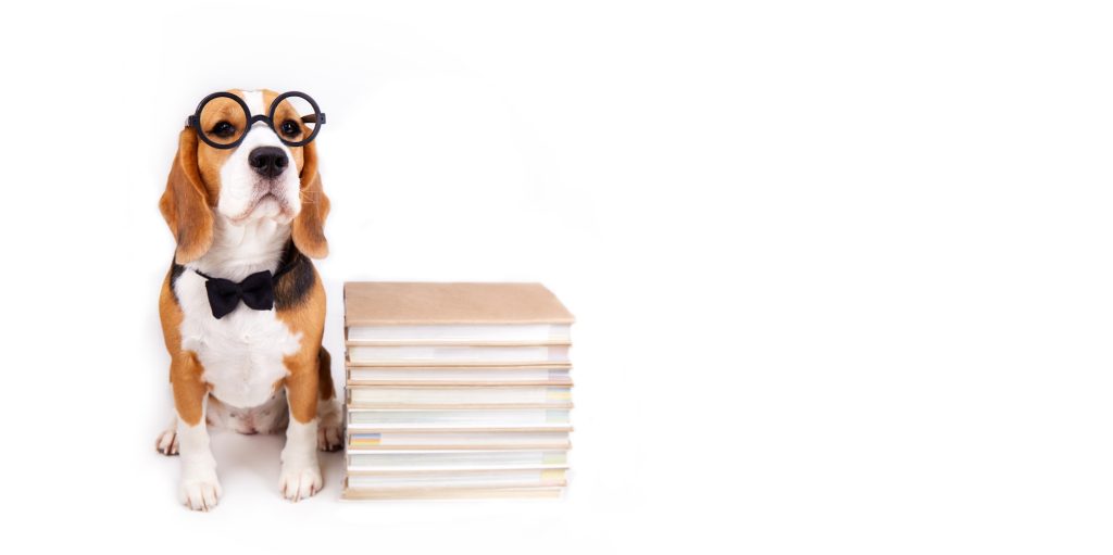 Comment la science mesure-t-elle l'intelligence des chiens ?