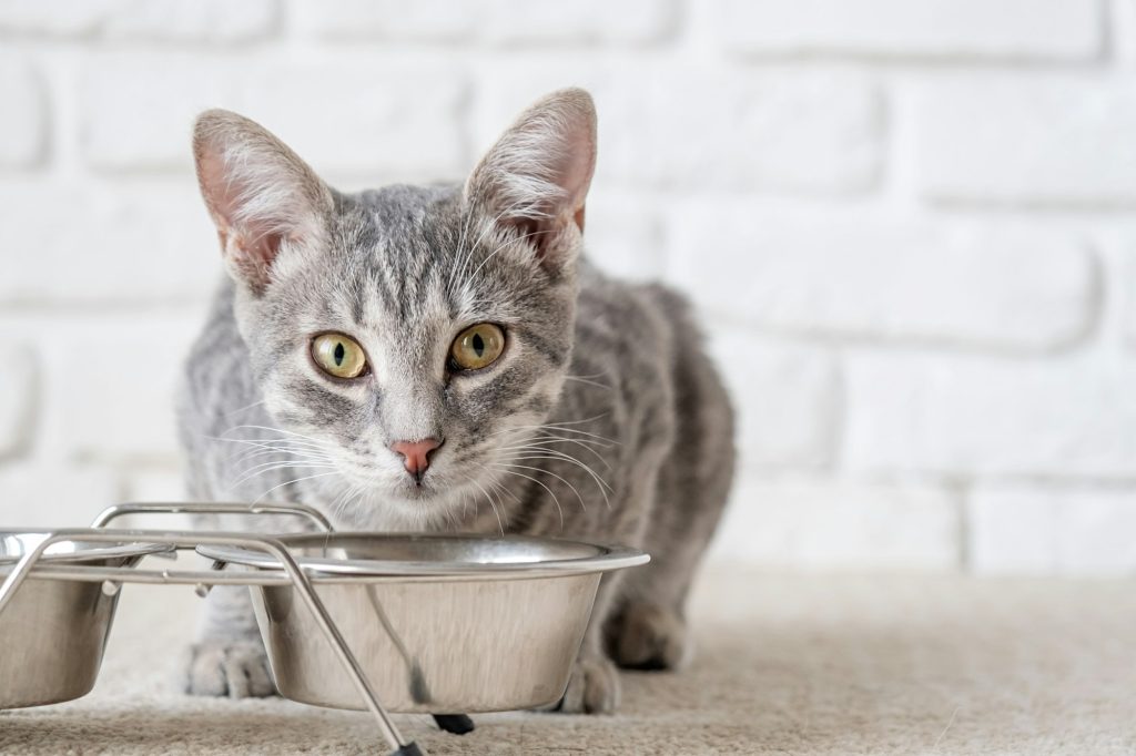 Rations ménagères chez le chat : est-ce possible de s'en sortir ?