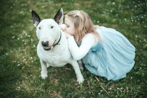 Le Bull Terrier : on vous présente cette race de chien attachante et pleine de vie