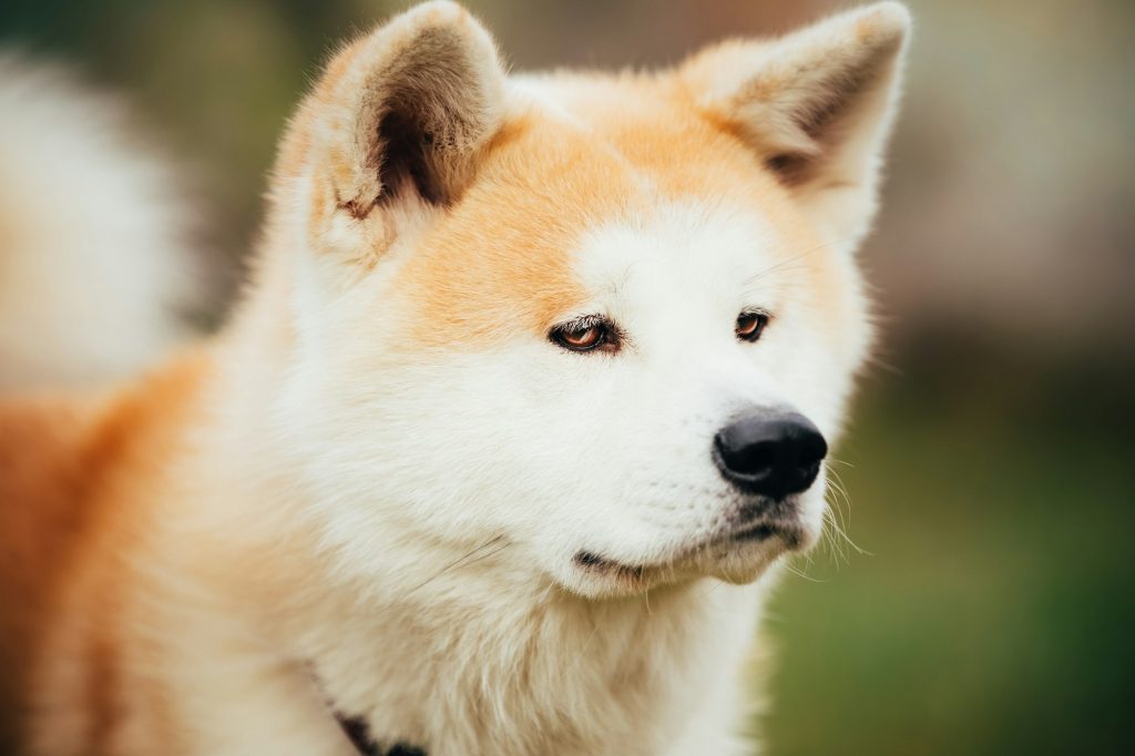 L'Akita Inu, le noble japonais