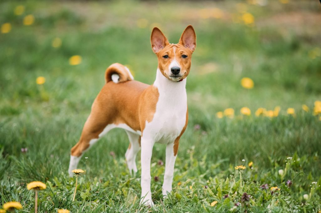 Le Basenji, le chien sans aboiement