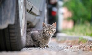 Il n'y a pas de saison pour les accidents de la route : voici 3 choses à faire pour mieux les gérer chez votre chat qui sort