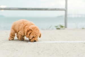 Votre chien est Balance ? Voici ce qui l'attend ce mois-ci