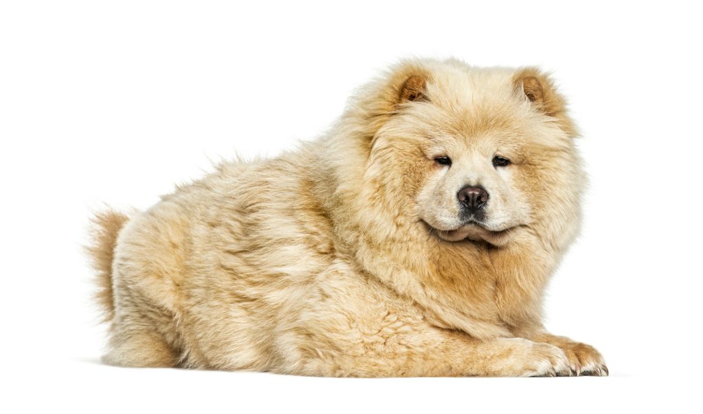 Le Chow Chow, le lion de Chine