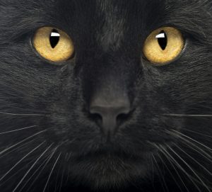 A l'occasion d'Halloween, parlons de l'image des chats noirs au cours des siècles