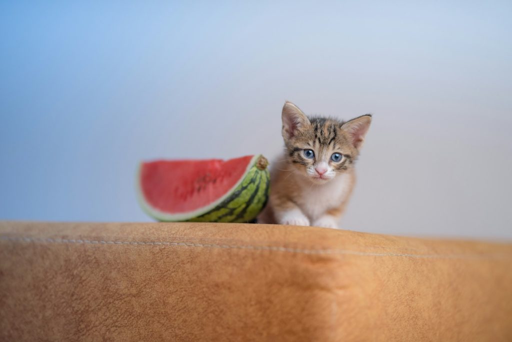 Découvrez la belle histoire de ce chat qui a parcouru l'Europe avec son maître... à vélo !