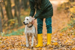 Collier d'éducation chez le chien : auxiliaire d'éducation ou instrument de torture ?