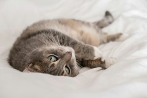 Les chaleurs chez le chatte : voici nos explications sur un cycle sexuel sacrément actif !