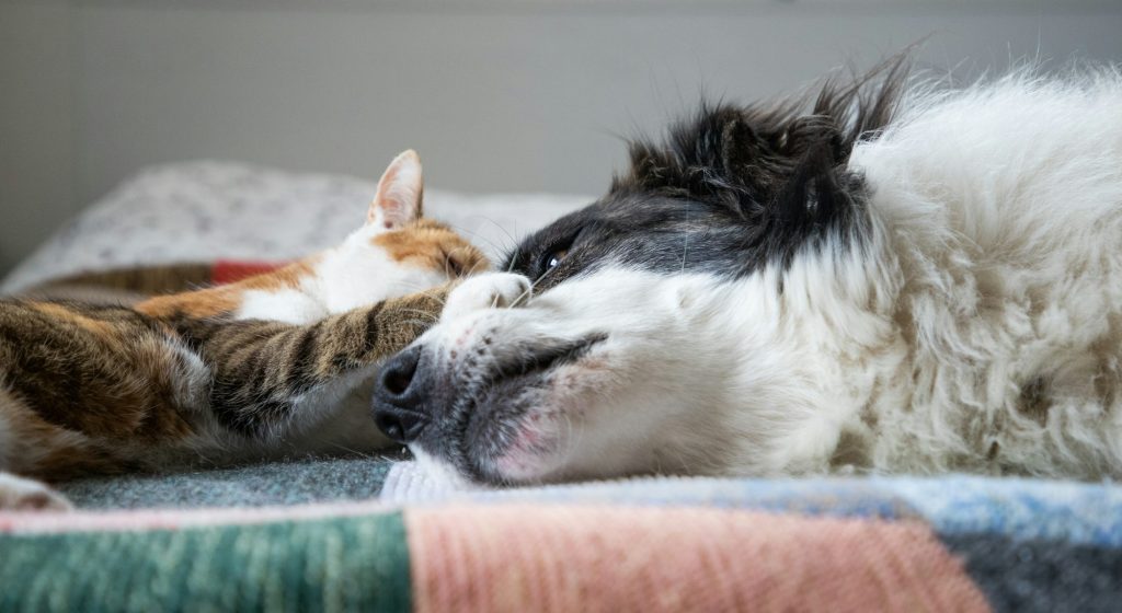 Nos 3 conseils pour faciliter la cohabitation de votre chien et votre chat