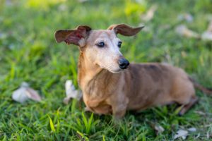 A la rencontre du Teckel : on vous dit tout sur le fameux chien saucisse !