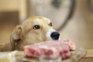 Recette immanquable pour chien : boulettes de viande crue aux fruits et légumes frais