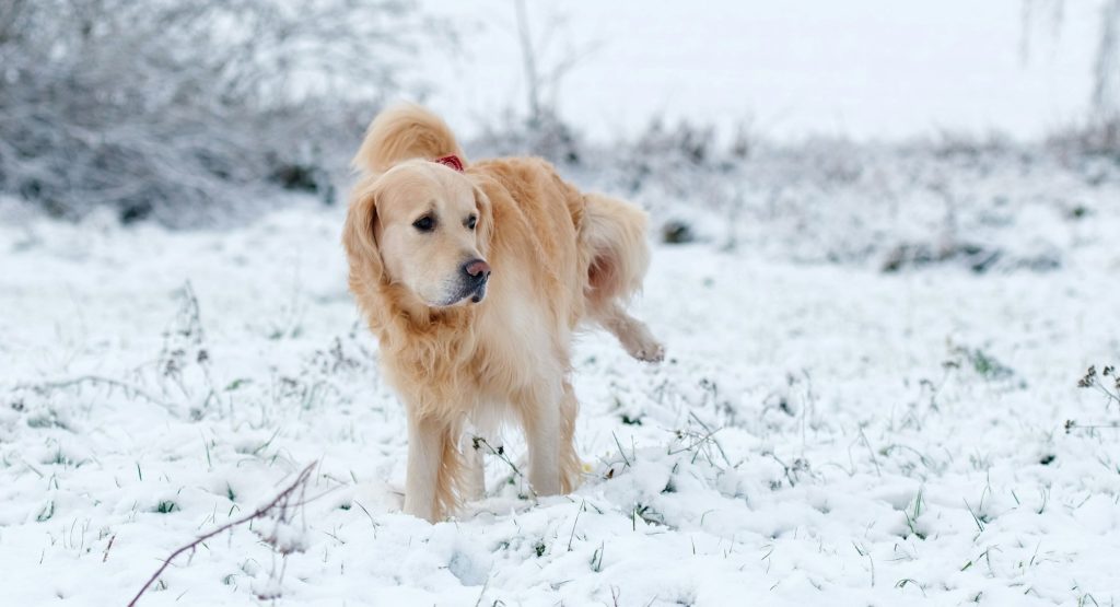 Quelles informations olfactives sont véhiculées par l'urine de chien ?