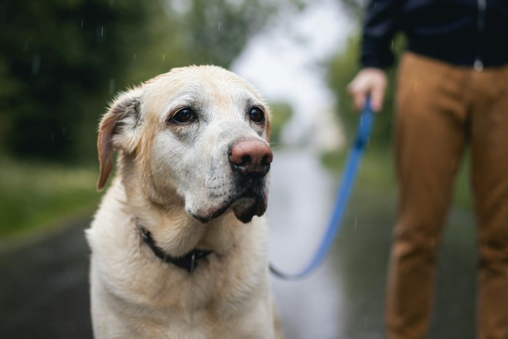 Chien arthrosique : connaissez-vous ces trois manières de combattre la douleur, sans utiliser de médicaments ?