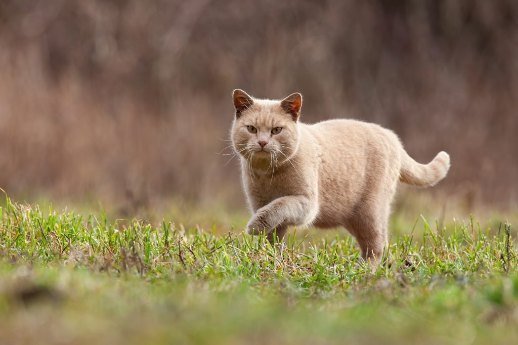 Toxoplasmose : le chat est-il un danger pour les femmes enceintes ?